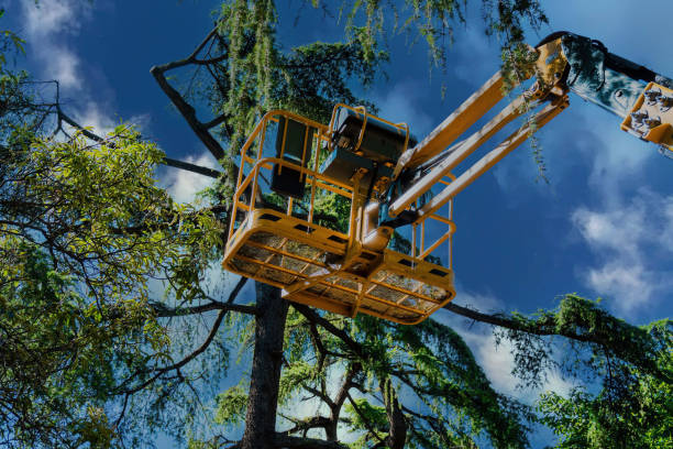 Reliable West Rancho Dominguez, CA Tree Removal and Landscaping Services Solutions